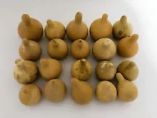 Miniature Natural Dried Gourds Lot of 20 Clean Dried Beige Tan Crafting Mini