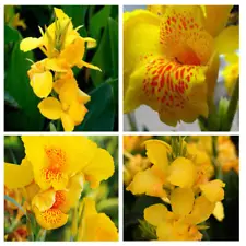 Yellow Canna Lily Flower Hawaiian Best BulbsTropical Plants Fresh green foliage