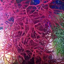 saltwater plants for sale