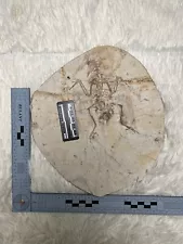 Rare Chinese Bird Fossil