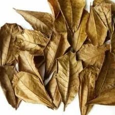 Almond Leaves Premium Quality for Betta And Shrimp 400 per pack Shocking Sale MY