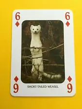 Short-Tailed Weasel - North American Wildlife Animals Single Playing Card