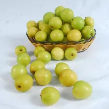 20 Seeds of Jujube for Planting Local Seeds Ship by tracking from Thailand