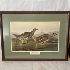 Vintage Audubon Bird Print Sharp tailed Grous Litho 1837 Havell 26”x19” Framed