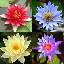 4 Pack Live Water Lily Tubers Plants Colorful Pond Freshwater Flower Aquatic