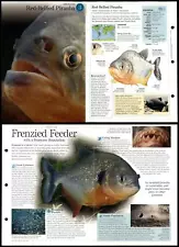 Red-Bellied Piranha #3 Fish - Discovering Wildlife Fact File Fold-Out Card