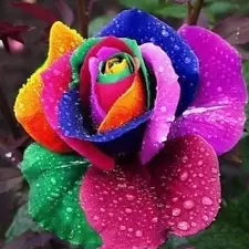 100/Pack Rainbow Rose Seeds Flower Bush Perennial Flowers Seed Bloom