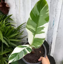 Banana Musa Florida Variegated Free Phytosanitary Ready Wholesale For Cheaper