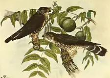 1968 Vintage Print Pigeon Hawk Black Walnut Bird Birds Tree Trees Art Hawks