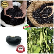 Bean Seeds Seed Non-Gmo Pole Green Long Heirloom Beans 2023