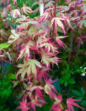20 Purple Green Japanese Maple Tree Bonsai Seeds Heirloom Rare colorful plant