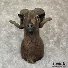 #28175 P | Black Corsican Ram Taxidermy Shoulder Mount For Sale