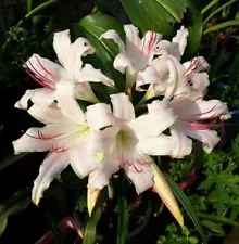 Fragrant Amaryllis Bulbð§¨Red Pollen Crinum LatifoliumðPink Striped Trumpet Lily