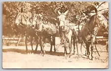 Mule Teams For Sale 1911 RPPC Advertising Postcard 402