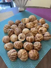 30 Empty Snail Shells For Escargot Cooking Serving