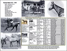 Horse Racing History Grey filly MUMTAZ MAHAL picture pedigree 8.5x11