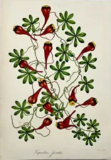 1838 Nasturtium (Tropaeolum), F.W. Smith for Paxton, botanical