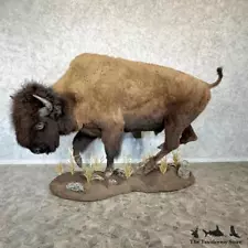 #29620 WC | American Buffalo Life-Size Taxidermy Mount For Sale