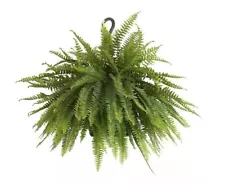 Boston Fern Live Plant in 7''-9'' Hanging Basket (CAN NOT SHIP TO CA, AZ STATE )