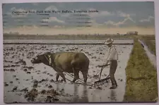 New ListingVintage Cultivating Rice Fields Hawaiian Islands Postcard Water Buffalo 1928