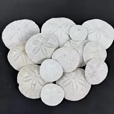 Lot of 14 Sand Dollars Pacific Seashells 1.5 - 3" Westport WA Ocean Beach Crafts