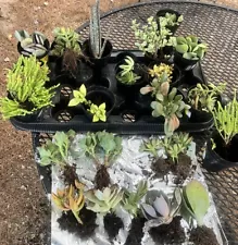 10 Live Hardy Plants Hens and Chicks / Sedum Mixed Lot