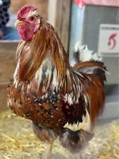 New Listing5+ SWEDISH FLOWER HEN EGGS