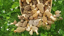 Morel Mushroom Grow Kit for garden Makes 5 gal slurry FREE SHIPPING