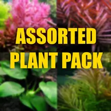 Assorted Freshwater Aquarium Plant Variety Pack - Live Aquatic Plants for tanks