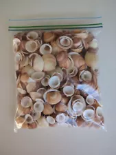 Quart Bag of Bittersweet Clam Shells