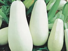 Seeds vegetable squash Zucchini White-fetal. Bush organic from Ukraine 3 grams