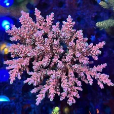 Sun Thirstysreef Acropora Coral Vivid Insanity 3/4 Inch