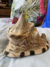 Beautiful Bulls Mouth Helmet Conch Shell Seashell 4 3/4" X 4 3/4”