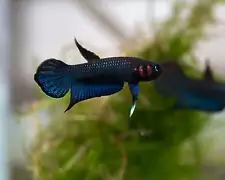 Betta Mandor | Wild Type Bettas