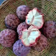 25 Red Custard Apple Seeds Annona Squamosa Sweetsop Sugar Apple Seed Organic