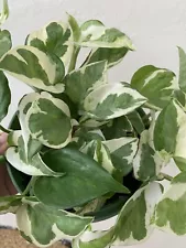 Pothos - Njoy - Pearls N Joy Full Plant 