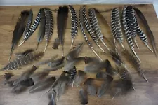 Lot of 50 Wild Turkey Natural Shed Feathers FlyTying Arts Center Pieces & Crafts