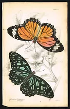 Tiger & Milkweed Exotic Butterflies, Hand-Colored Antique Print - Jardine 1837