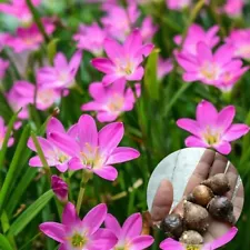 Rain Lily Pink Fairy Lily Zephyranthes Atamasco Rainflower New Live Plant Bulbs