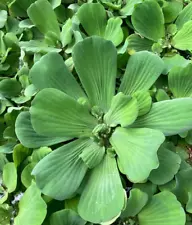 4 MEDIUM Water Lettuce Plants Live Aqua Plant Floating Koi