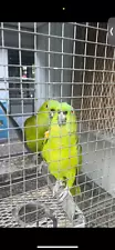 Green Parakeet