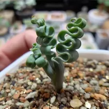 trachyandra tortilis plant for sale