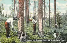 African Americans Dipping & Scraping Rosin Gum For Turpentine Still Postcard