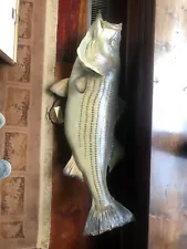 Striped Bass Freshwater Taxidermy Fish Mount For Sale