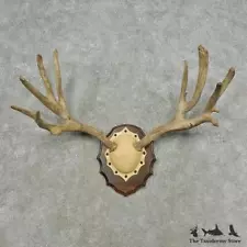 #16746 P | Mule Deer Antler Plaque Taxidermy Mount For Sale