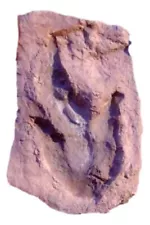 Grallator Dinosaur Footprint Track Fossil Replica with Mud Crack - 3" x 5"