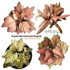 Euphorbia francoisii hybrids 'IVY Pastel Pink' seeds for sale