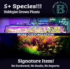 Live Aquatic Aquarium Plant Pack Bundle 5+Species 1-3 Stems Each Float Red Green