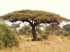 50 Acacia Tortilis Seeds, Umbrella thorn Seeds, Vachellia Tortilis