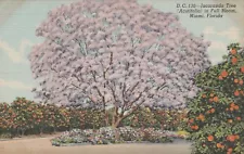 New ListingMiami Florida The Jacaranda Tree (Acutifolia) in Full Bloom 1941